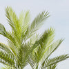 Artificial Palm (UV protected)