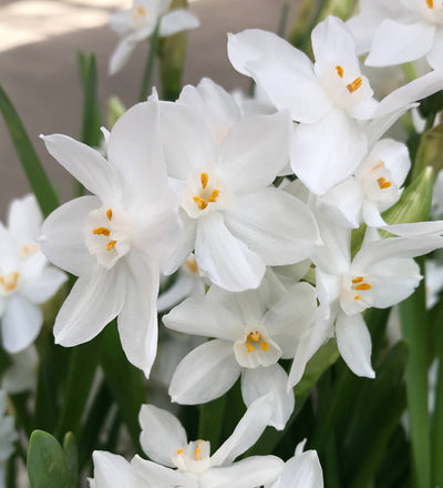 Paperwhite Narcissus Bulbs