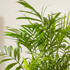 Parlour Palm & Pot