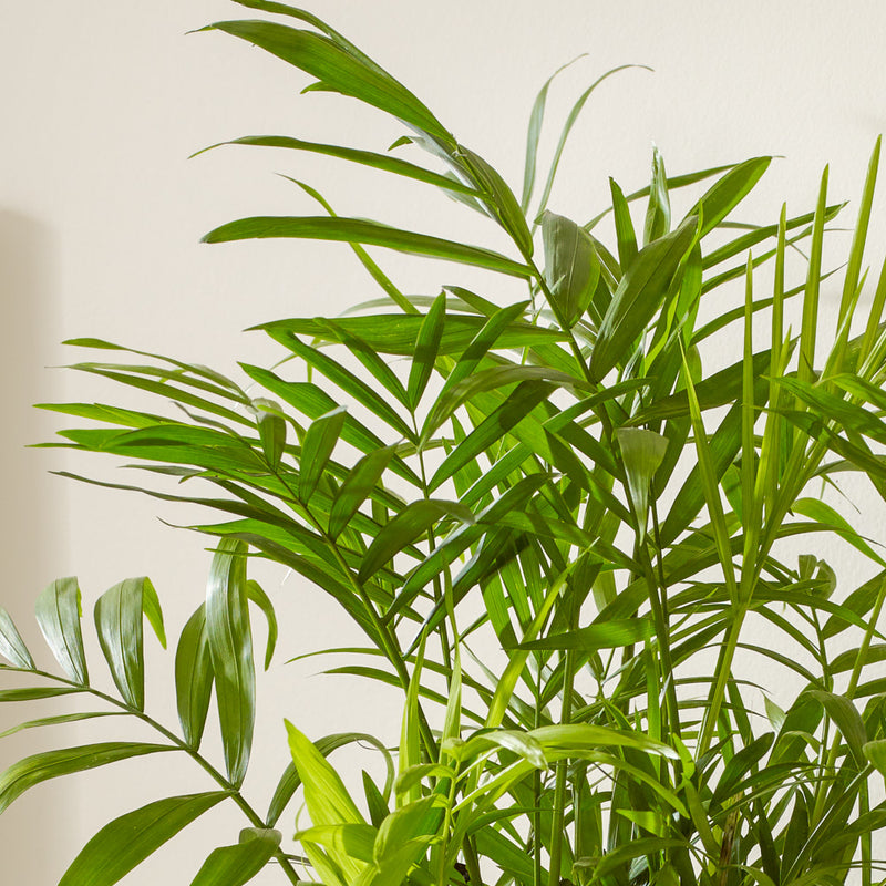 Parlour Palm & Pot