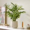 Parlour Palm & Pot
