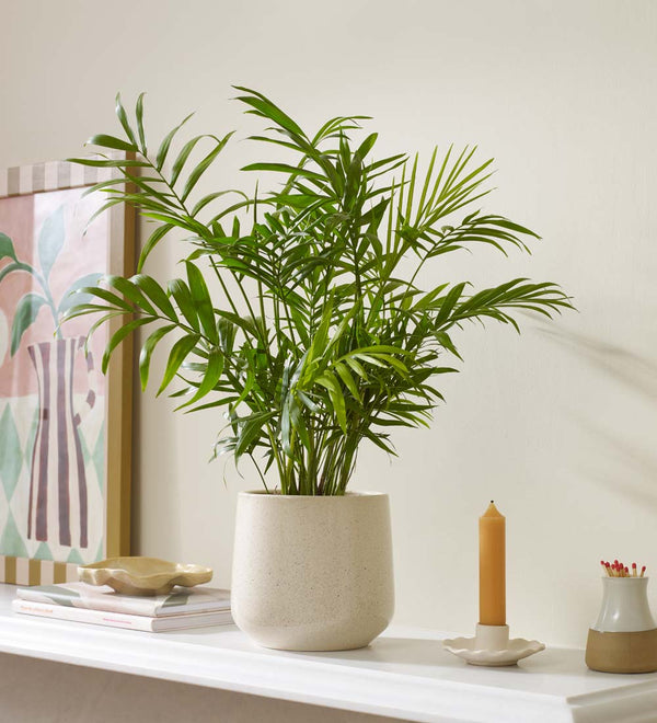 Parlour Palm & Pot