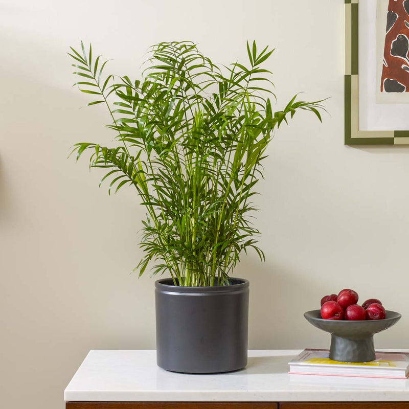 Parlour Palm & Pot