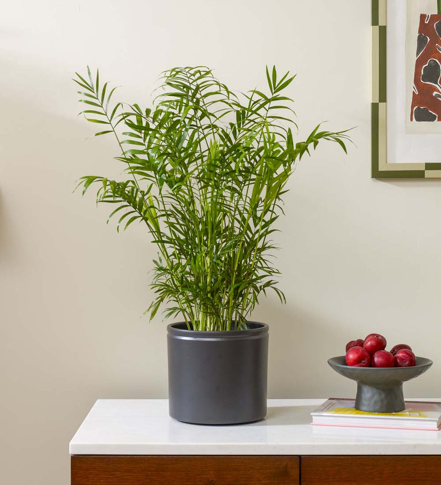 Parlour Palm & Pot