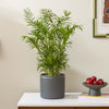 Parlour Palm & Pot