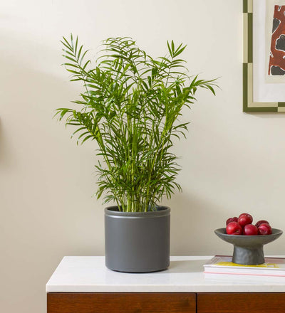 Parlour Palm & Pot