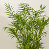 Parlour Palm & Pot