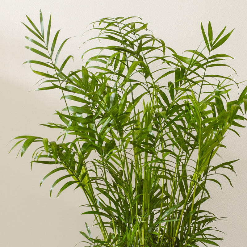 Parlour Palm & Pot