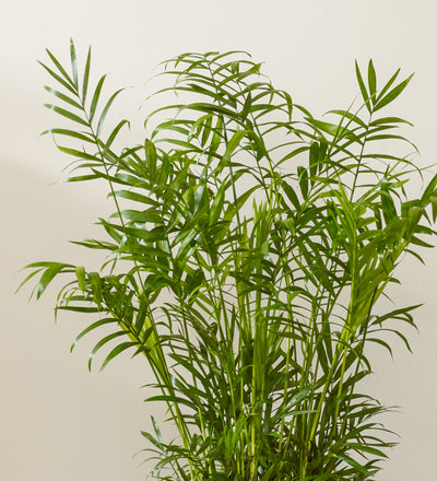 Parlour Palm & Pot