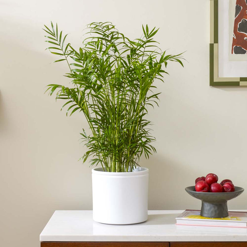 Parlour Palm & Pot