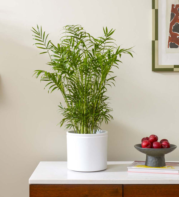 Parlour Palm & Pot