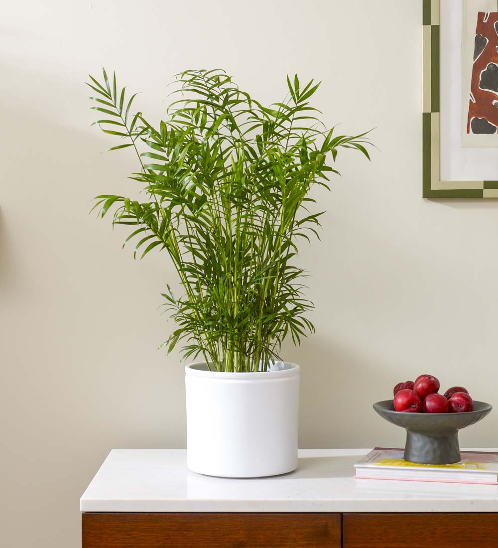 Parlour Palm & Pot