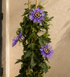Passiflora Amethyst
