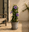 Passiflora Amethyst