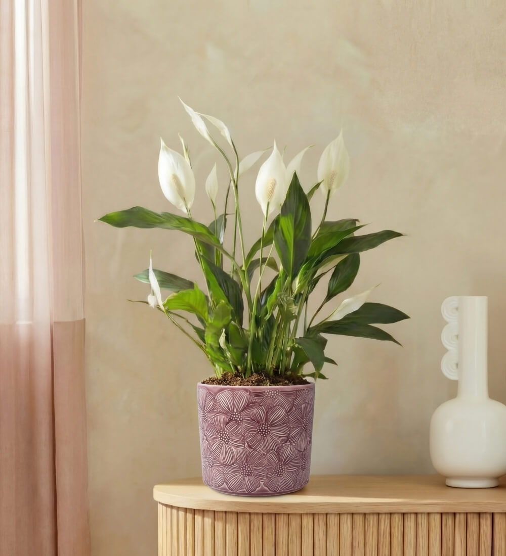 Peace lily & pot