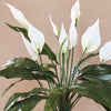 Artificial Peace Lily