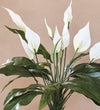 Artificial Peace Lily