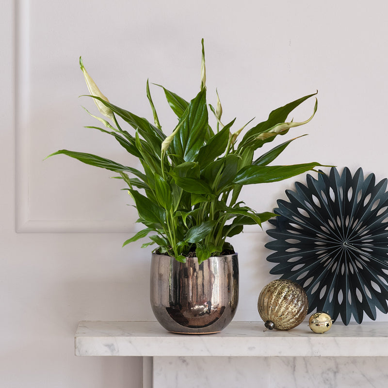 Peace Lily & Pot