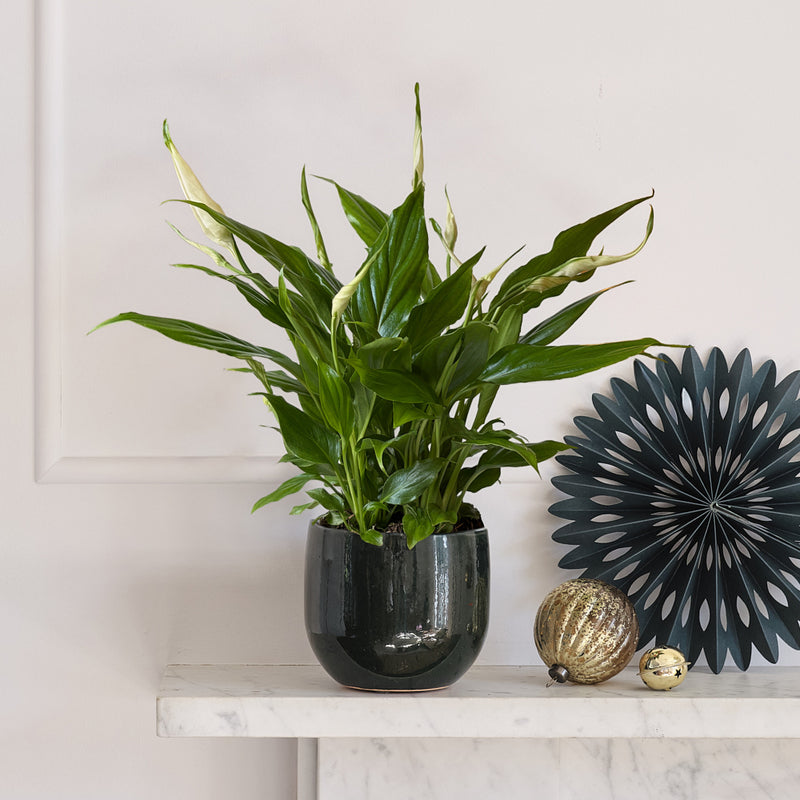 Peace Lily & Pot