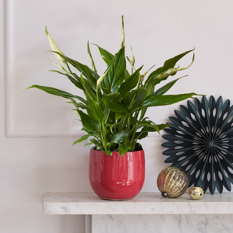 Peace Lily & Pot