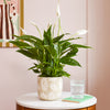 Peace Lily & Pot