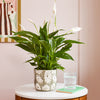 Peace Lily & Pot