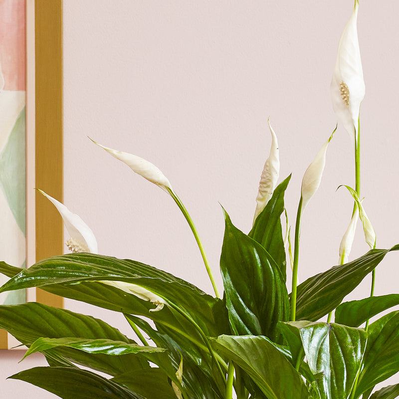 Peace Lily & Pot