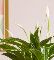 Peace Lily & Pot