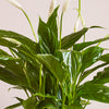 Peace Lily & Pot