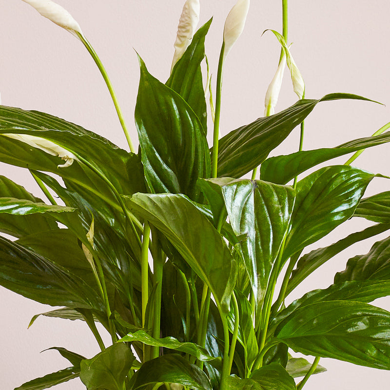 Peace Lily & Pot