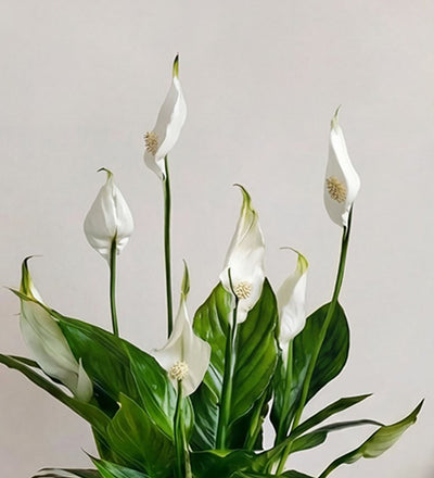 Peace lily & pot