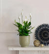 Peace lily & pot