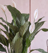 Close-up of Peace Lily Sweet Sebastiano white flower and glossy leaves