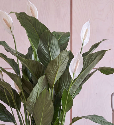 Close-up of Peace Lily Sweet Sebastiano white flower and glossy leaves