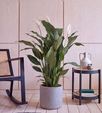 Peace Lily Sweet Sebastiano, 130-140cm tall with white blooms, in a concrete pot