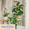 Peace Lily