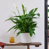Peace Lily & Pot