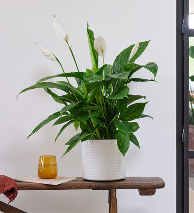 Peace Lily & Pot