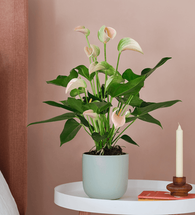 Peach Anthurium & Pot