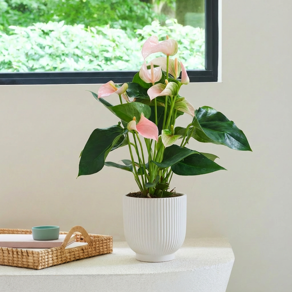 Peach Anthurium in Ceramic Pot