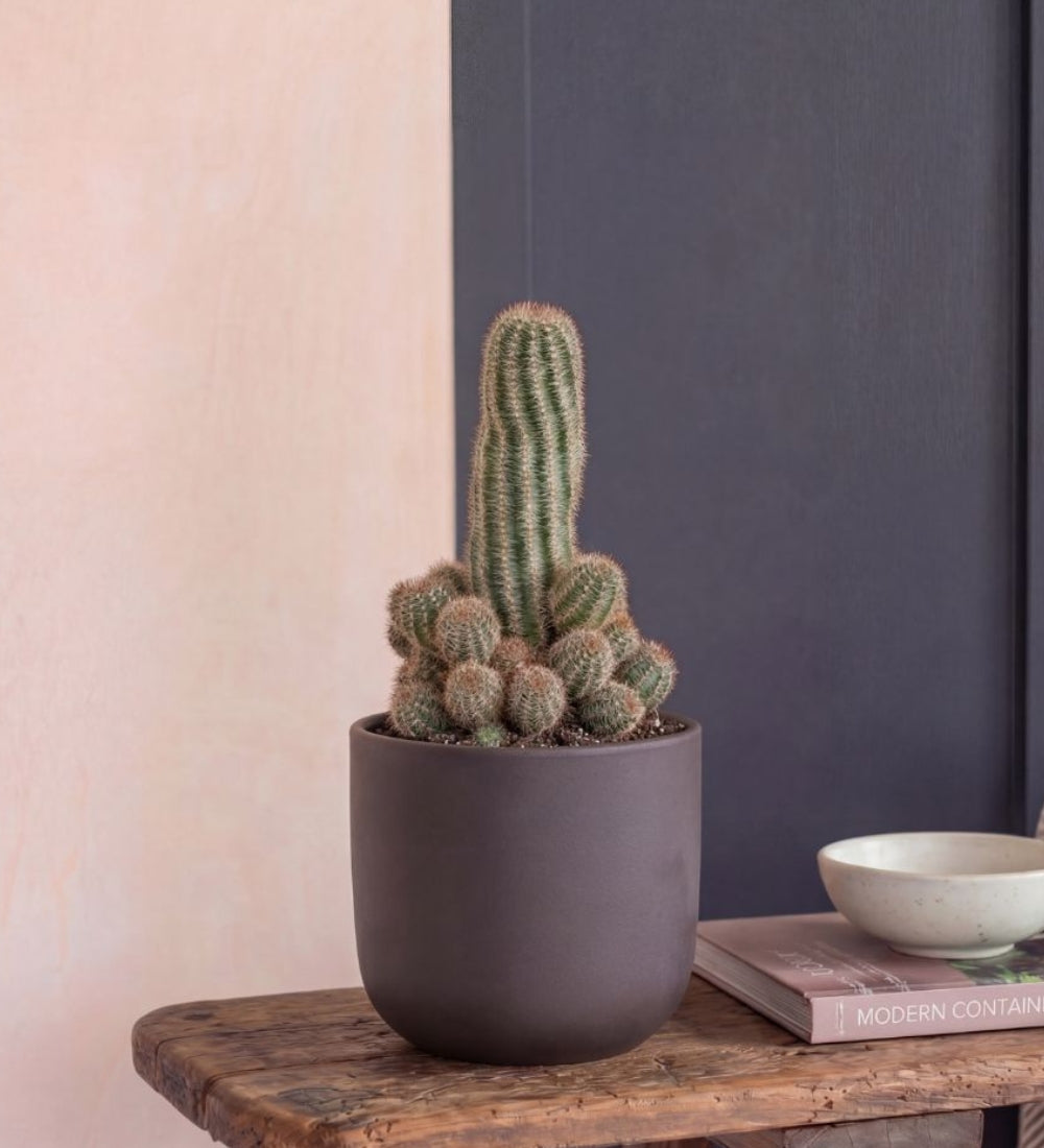 Peanut Cactus