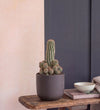 Peanut Cactus