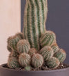 Peanut Cactus