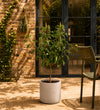 Pear Tree