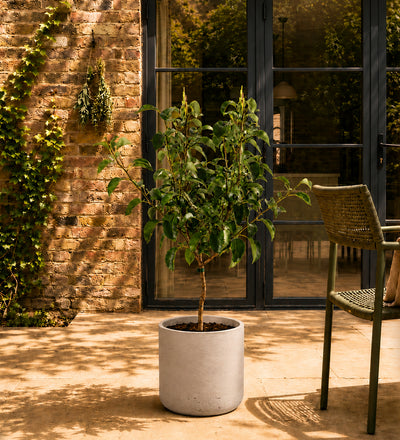 Pear Tree