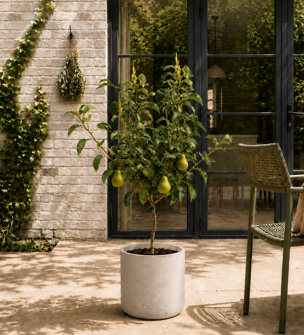 Pear Tree