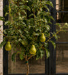 Pear Tree