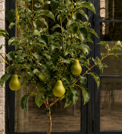 Pear Tree