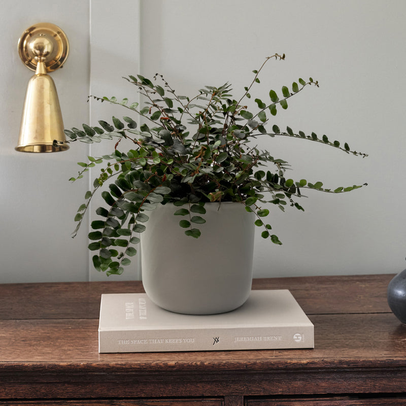 Button Fern