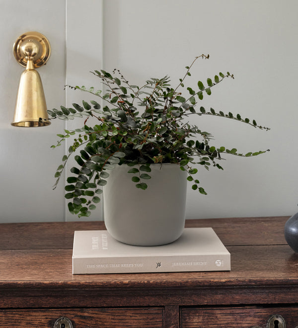 Button Fern